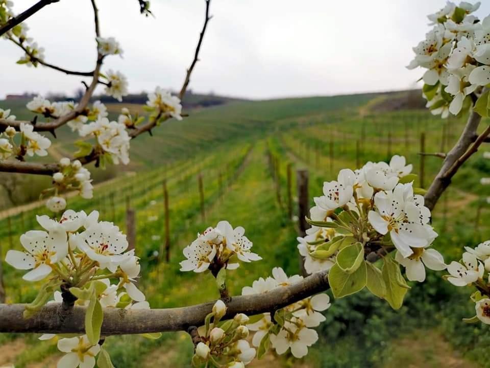 Cascina Valtignosa Camere Con Vigna Cassine Ngoại thất bức ảnh