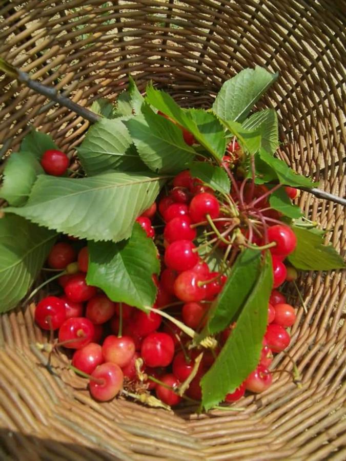 Cascina Valtignosa Camere Con Vigna Cassine Ngoại thất bức ảnh